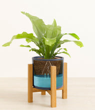 Load image into Gallery viewer, Deep Navy stand:light
