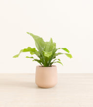 Load image into Gallery viewer, Gentle Pink*****Profile
