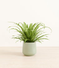 Load image into Gallery viewer, Turquoise*****Profile
