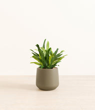 Load image into Gallery viewer, Olive*****Profile
