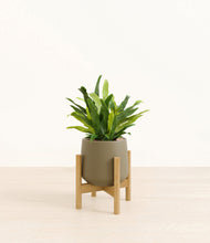 Load image into Gallery viewer, Olive stand:bamboo
