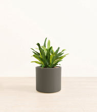 Load image into Gallery viewer, Dark Olive*****Profile
