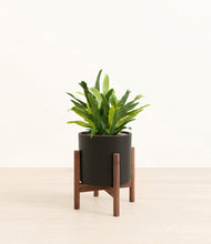 Load image into Gallery viewer, Black stand:walnut
