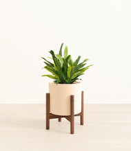 Load image into Gallery viewer, Cream stand:walnut
