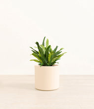 Load image into Gallery viewer, Cream*****Profile
