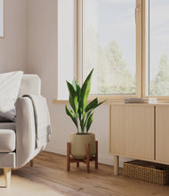 Load image into Gallery viewer, Olive stand:walnut
