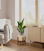 Load image into Gallery viewer, Almond Green stand:walnut
