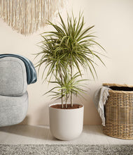 Load image into Gallery viewer, Natural Bamboo
