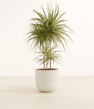 Load image into Gallery viewer, Natural Bamboo*****Profile
