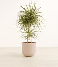 Load image into Gallery viewer, Sandy Pink*****Profile
