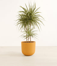 Load image into Gallery viewer, Sunset Orange*****Profile
