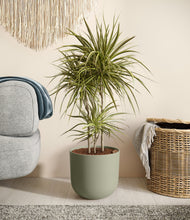 Load image into Gallery viewer, Sage Green
