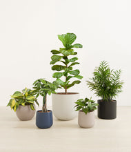 Load image into Gallery viewer, Mountain Top
