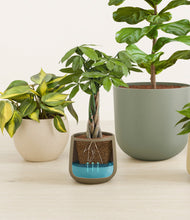 Load image into Gallery viewer, Woodland
