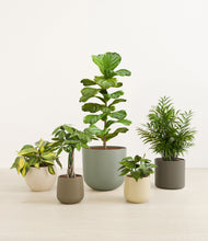 Load image into Gallery viewer, Woodland
