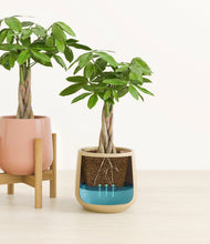 Load image into Gallery viewer, Evening Sky stand:one_stand
