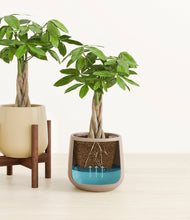 Load image into Gallery viewer, Woodland stand:one_stand
