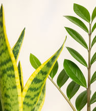 Load image into Gallery viewer, ALL
