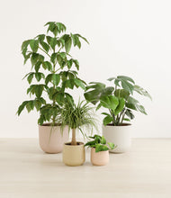 Load image into Gallery viewer, Sandy*****Profile
