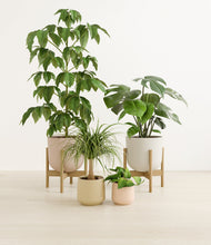 Load image into Gallery viewer, Sandy stand:two_stands
