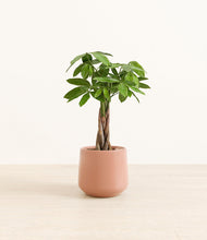 Load image into Gallery viewer, Calm Rose*****Profile
