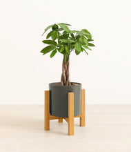 Load image into Gallery viewer, Dark Olive stand:light
