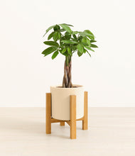 Load image into Gallery viewer, Cream stand:light
