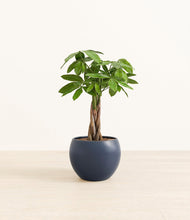 Load image into Gallery viewer, Deep Navy*****Profile
