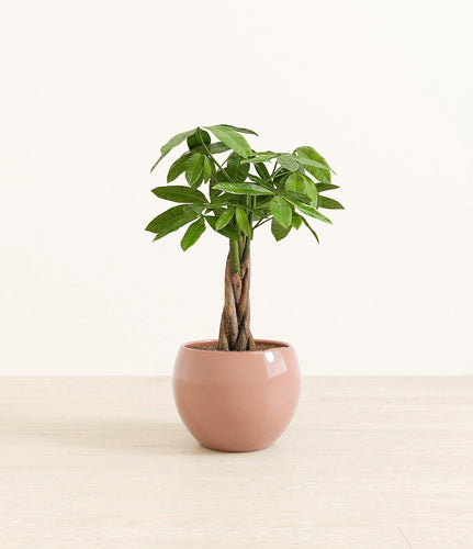 Calm Rose*****Profile