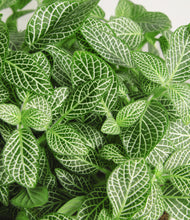 Load image into Gallery viewer, ALL
