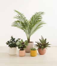 Load image into Gallery viewer, Evening Sky*****Profile
