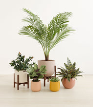 Load image into Gallery viewer, Evening Sky stand:two_stands
