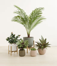 Load image into Gallery viewer, Woodland stand:two_stands
