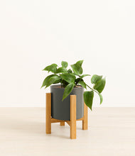 Load image into Gallery viewer, Dark Olive stand:light
