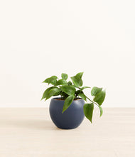 Load image into Gallery viewer, Deep Navy*****Profile
