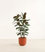 Load image into Gallery viewer, Earth Red*****Profile
