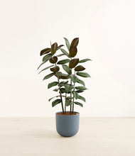 Load image into Gallery viewer, Iron Gray*****Profile
