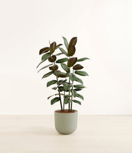 Load image into Gallery viewer, Sage Green*****Profile
