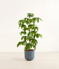 Load image into Gallery viewer, Iron Gray*****Profile
