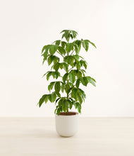 Load image into Gallery viewer, Natural Bamboo*****Profile
