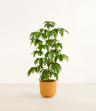 Load image into Gallery viewer, Sunset Orange*****Profile
