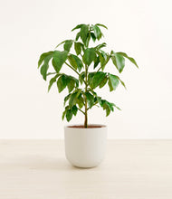 Load image into Gallery viewer, Natural Bamboo*****Profile
