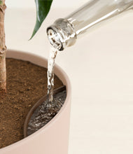 Load image into Gallery viewer, Sandy Pink stand:all
