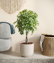 Load image into Gallery viewer, Natural Bamboo
