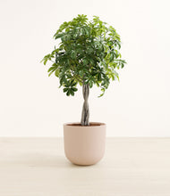 Load image into Gallery viewer, Sandy Pink
