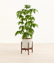 Load image into Gallery viewer, Natural Bamboo stand:walnut
