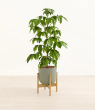 Load image into Gallery viewer, Sage Green stand:bamboo
