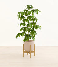 Load image into Gallery viewer, Sandy Pink stand:bamboo
