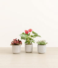 Load image into Gallery viewer, Arctic Whisper
