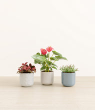 Load image into Gallery viewer, Frosted Lagoon
